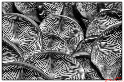 fungi yewbarrow grange-over-sands